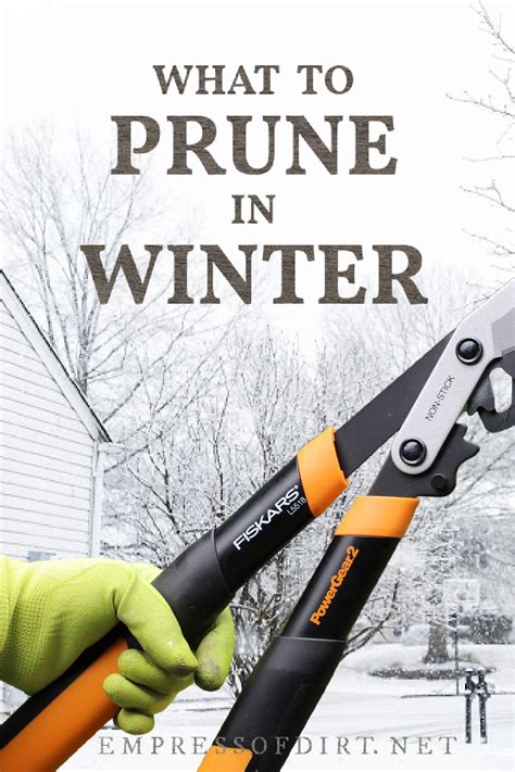 What to Prune in Winter (Trees, Shrubs, & Vines) — Empress of Dirt