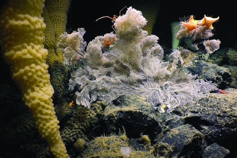 West coast expedition explores deep-sea habitat never seen before ...