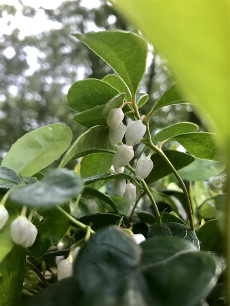 Gaultheria procumbens (WINTERGREEN) - Special Vegetation