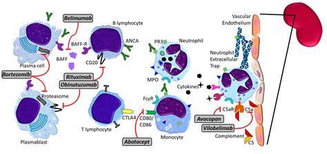 JCM | Free Full-Text | ANCA-Associated Vasculitis: An Update