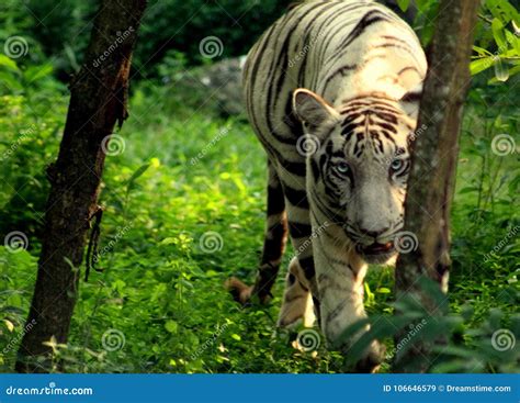 White Tiger - Fierce Eye stock image. Image of captured - 106646579