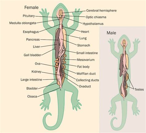 Salamander - Facts, Habitat, Life Cycle, Diet and Pictures