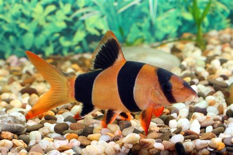 10 Compatible Clown Loach Tank Mates - Build Your Aquarium