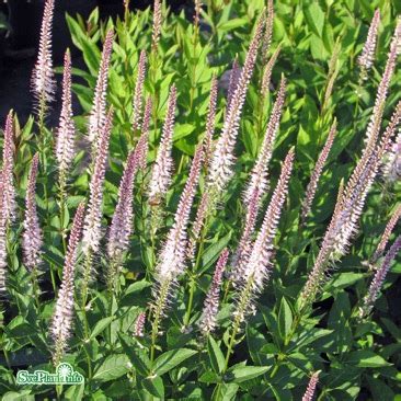 Veronicastrum virginicum 'Pink Glow' – Splendor Plant