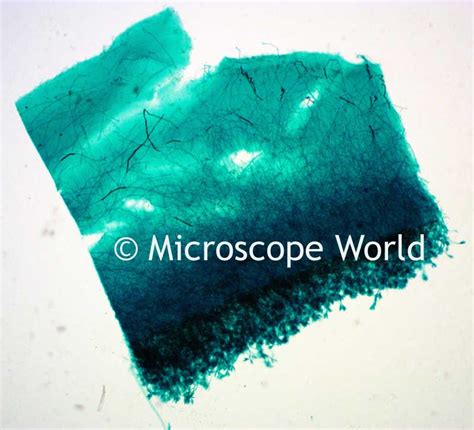 Microscope World Blog: Blue-Green Algae