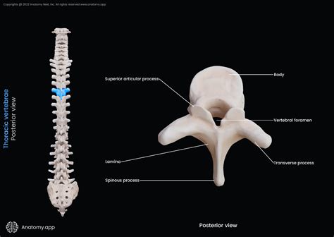 Thoracic vertebrae | Encyclopedia | Anatomy.app | Learn anatomy | 3D ...