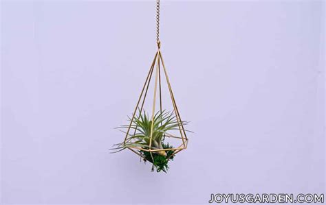 Hanging Air Plants: 10 Easy Ways To Hang Your Tillandsias