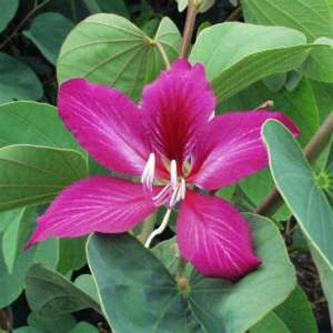 Bauhinia Variegata, Kachnar, Orchid Tree (1Kg) – Seeds – The Natural Plants