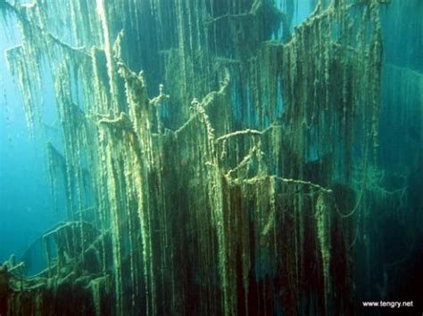 The Underwater Trees of Kaindy Lake | Lake, Underwater, Scenery