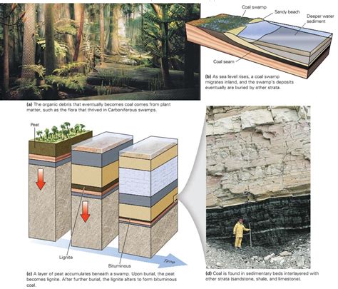 Learning Geology: Petroleum Geology