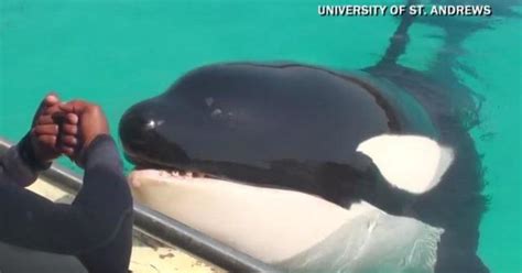 Killer whale trained to mimic human sounds - CBS News