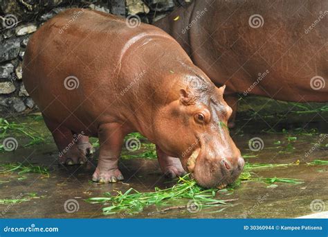 Hippopotamus Eating Stock Photos - Download 589 Images