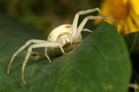 White Crab spider_5 by macrojunkie on DeviantArt