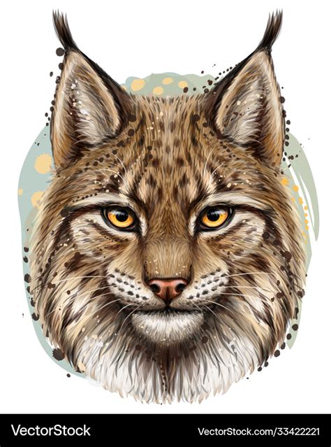 Lynx realistic hand-drawn color portrait Vector Image