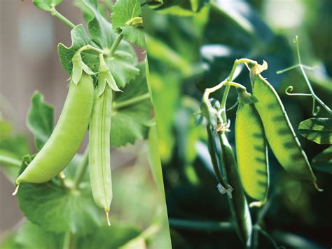 What’s the Difference Between a Garden Pea and a Snow Pea? - Laidback Gardener