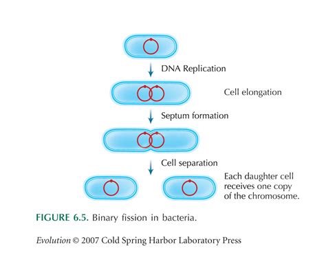 Binary Fission Diagram