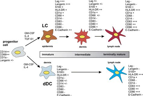 Solitary cutaneous dendritic cell tumor in a child: Role of dendritic ...