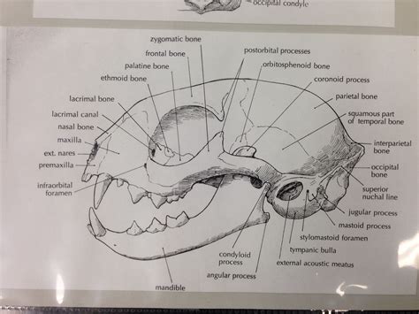 Cat skull | Skull anatomy, Cat skull, Cat anatomy