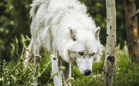 How do wolves help their prey by hunting them? - The Wolf Center