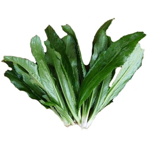 Vietnamese Culantro Seeds - Ngo Gai - 1 Lb ~480000 Seeds - Non-GMO ...