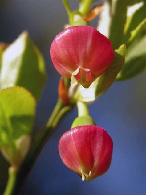 Bilberry, Vaccinium myrtillus - Flowers - NatureGate