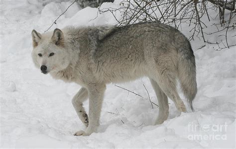 Timber Wolf Photograph by Ken Keener - Fine Art America