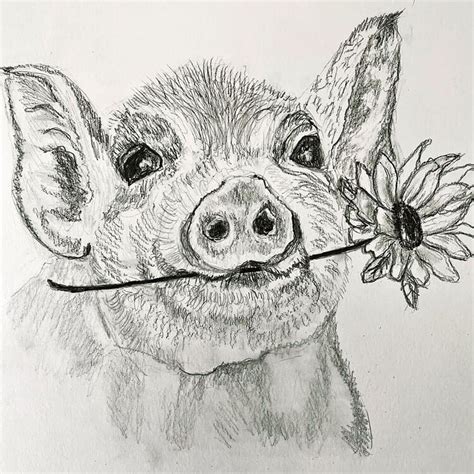 How To Draw A Pig Face Realistic