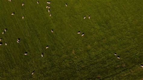 Aerial View of a Herd Sheep Free Stock Video Footage, Royalty-Free 4K ...