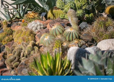 Desert garden cactus stock image. Image of agaves, flora - 58993239