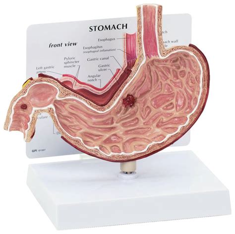 Human Anatomy Models Stomach Model, Life Size:Education Supplies ...