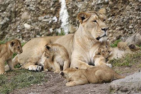 50 Lionesses In The Gir Sanctuary Are Pregnant Expecting Cubs | Gir India | Asiatic Lion ...