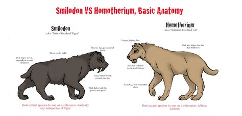 Comparison: Smilodon vs Homotherium by CorinthianKrim on DeviantArt