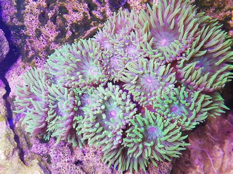 Duncan Coral Frags Stunning and Hardy UK Cultured 1-5 Heads