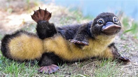 [ベスト] cute baby platypus pictures 282714-Cute baby platypus pictures ...