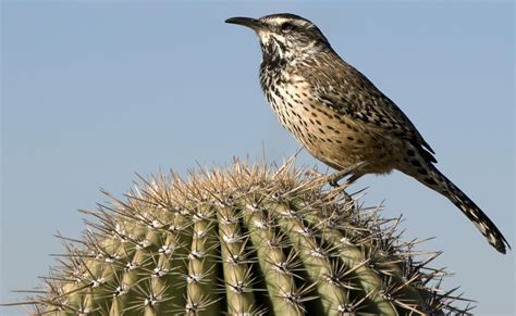 Sonoran Desert Animals - Animal Sake