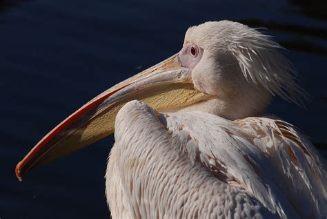 Pelican Putih Besar Burung Pelikan - Foto gratis di Pixabay - Pixabay