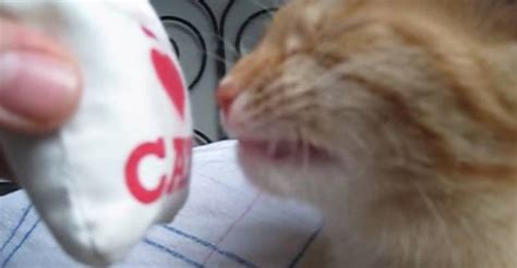 This Kitty's Reaction to Catnip is Hilarious!