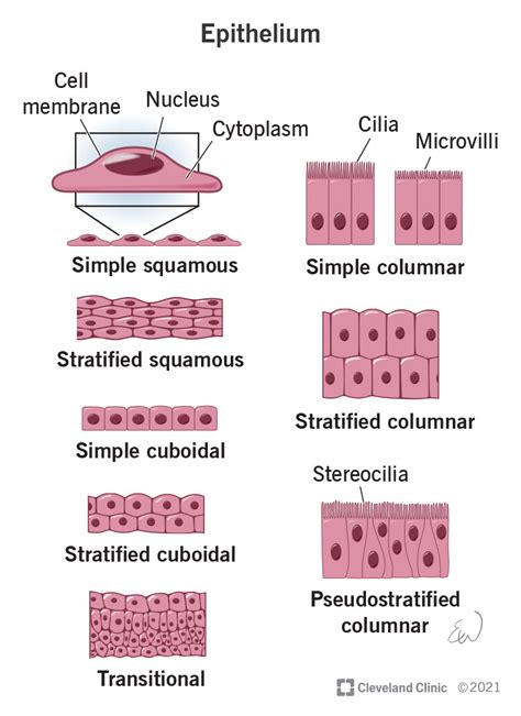 Epithelium: What It Is, Function & Types