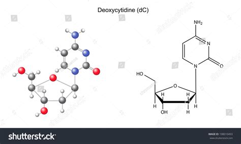 Structural Chemical Formula Model Deoxycytidine 2d Stock Illustration 198010493