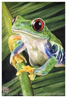 Frog Pictures, Animal Pictures, Animal Paintings, Animal Drawings ...