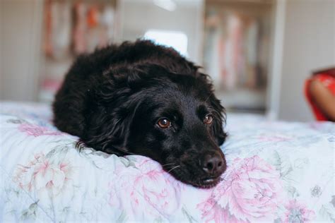 Black Dog Lying on Bed · Free Stock Photo