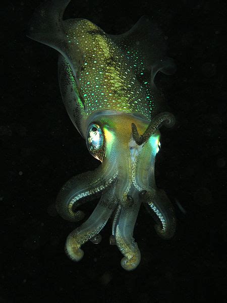 Cephalove: Cephalopod eyes