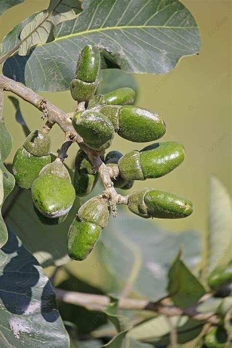 Fruits Of Semecarpus Anacardium Medicinal Anacardiaceae Stiff Leaves ...