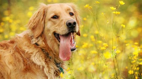 Golden Retriever Wallpaper (77+ images)