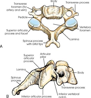 Articular processes - juluaction