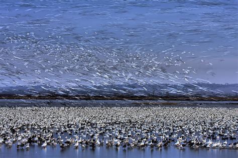 Before Dawn - A Day Of Snow Goose Migration Photograph by Jun Zuo