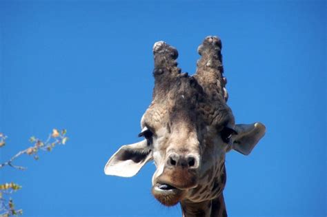 Giraffe