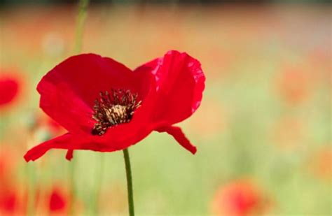 Remembrance Day 2024 in Australia