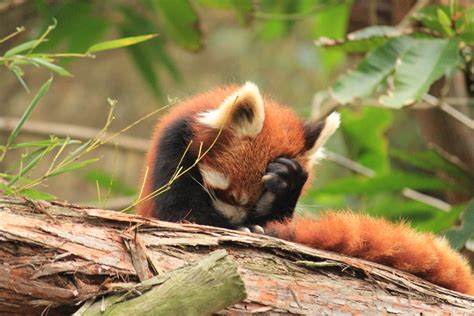 animals, Red Panda, Sad Wallpapers HD / Desktop and Mobile Backgrounds