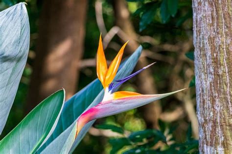 Bird of Paradise Flower (Strelitzia): Types, How to Grow and Care ...